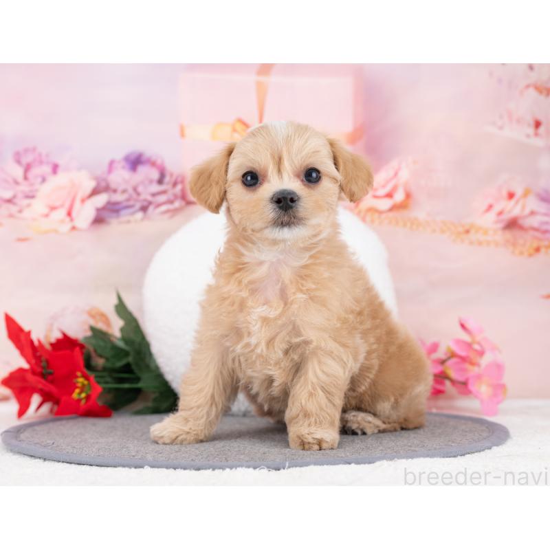 販売中の岐阜県のマルプー:マルチーズ×トイプードル-446427の6枚目