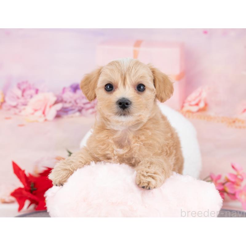 販売中の岐阜県のマルプー:マルチーズ×トイプードル-446427の5枚目