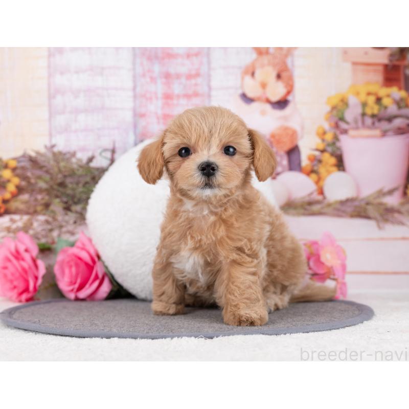 販売中の岐阜県のマルプー:マルチーズ×トイプードル-446428の7枚目