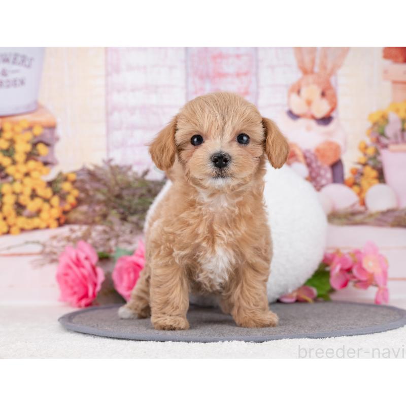 販売中の岐阜県のマルプー:マルチーズ×トイプードル-446428の6枚目