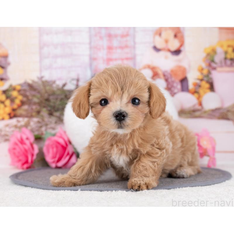 販売中の岐阜県のマルプー:マルチーズ×トイプードル-446428の5枚目