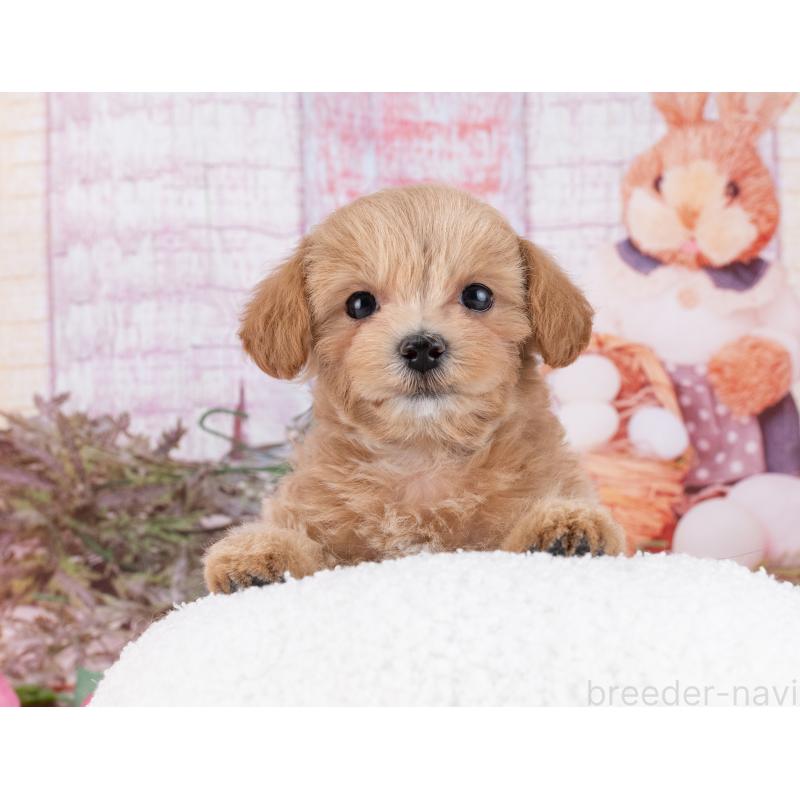 販売中の岐阜県のマルプー:マルチーズ×トイプードル-446428の4枚目