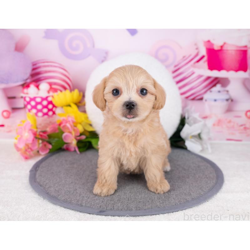 販売中の岐阜県のマルプー:マルチーズ×トイプードル-446429の7枚目