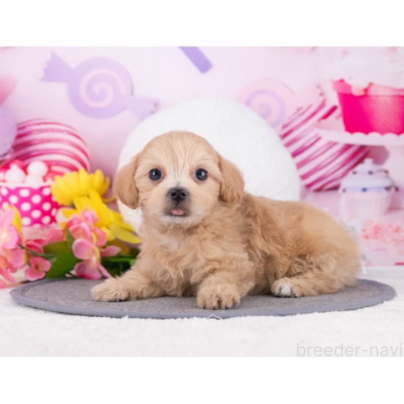 販売中の岐阜県のマルプー:マルチーズ×トイプードル-446429の5枚目