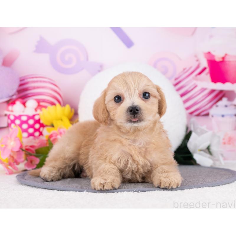 販売中の岐阜県のマルプー:マルチーズ×トイプードル-446429の4枚目