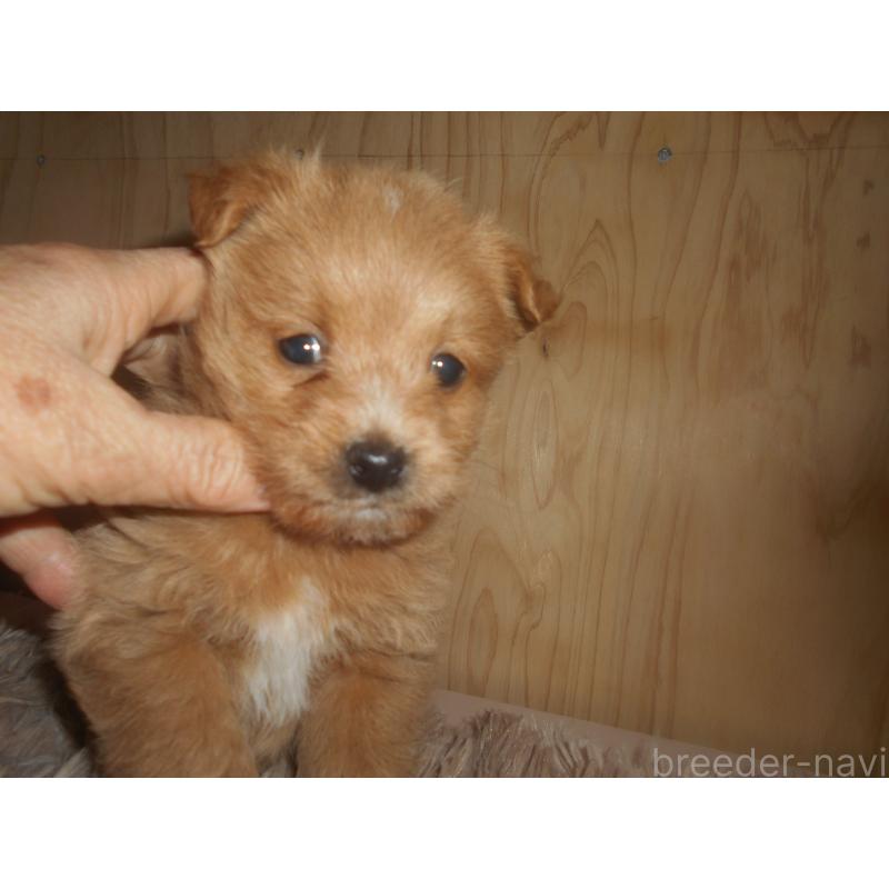 販売中の鹿児島県のミックス犬-439068の8枚目