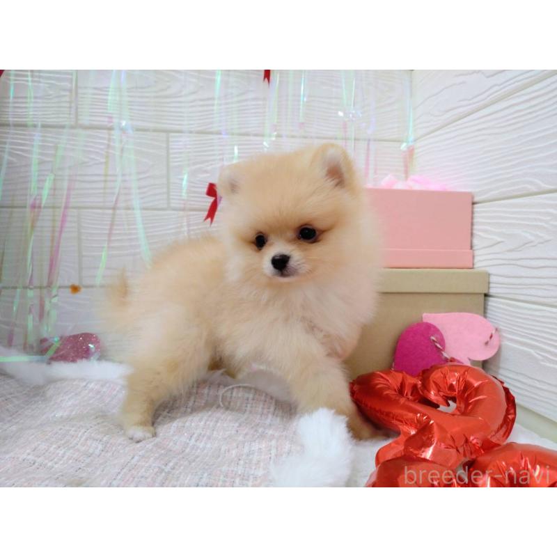 成約済の北海道のポメラニアン-440308の4枚目