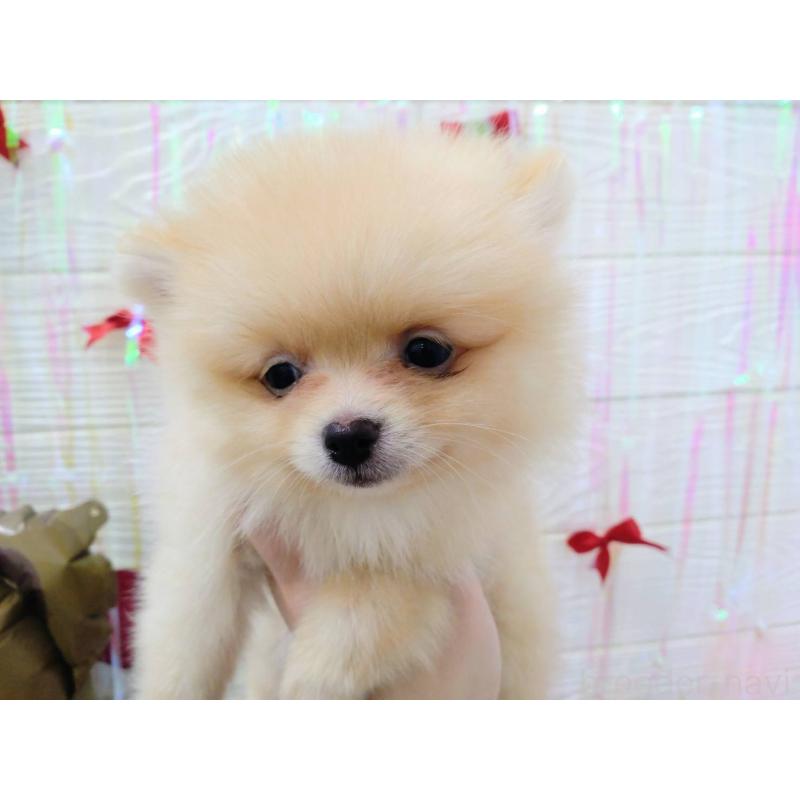 成約済の北海道のポメラニアン-440308の3枚目