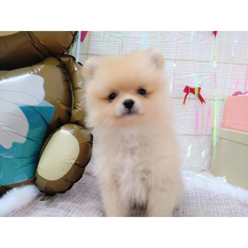 成約済の北海道のポメラニアン-440308の2枚目