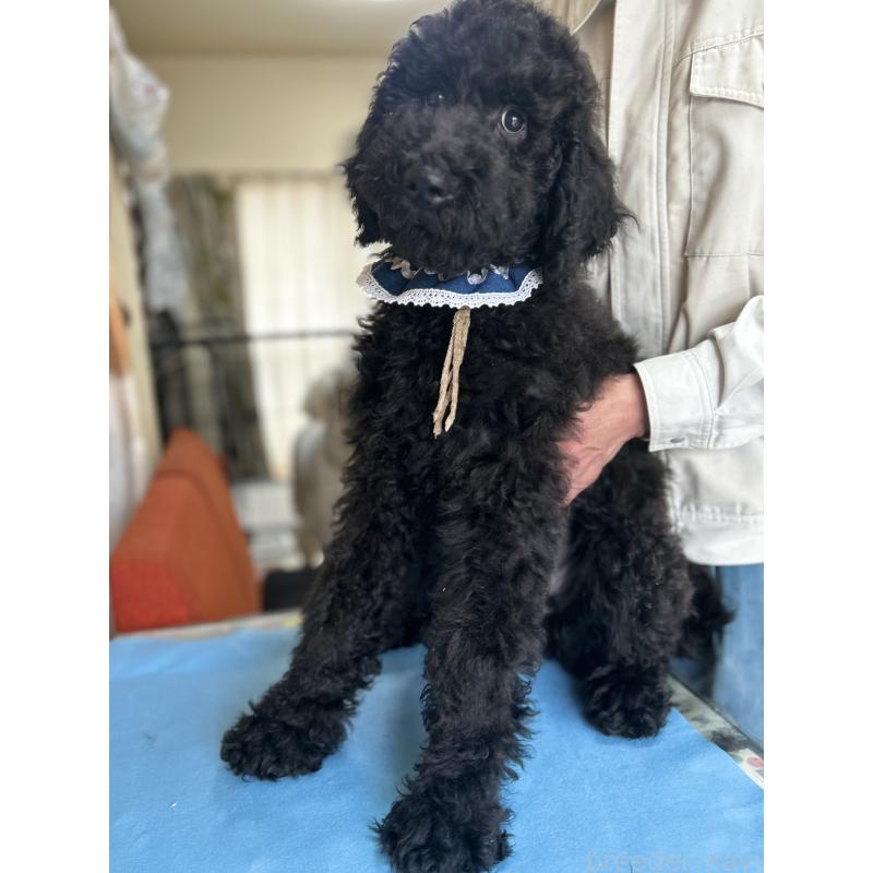 販売中の香川県のスタンダードプードル-428327の3枚目