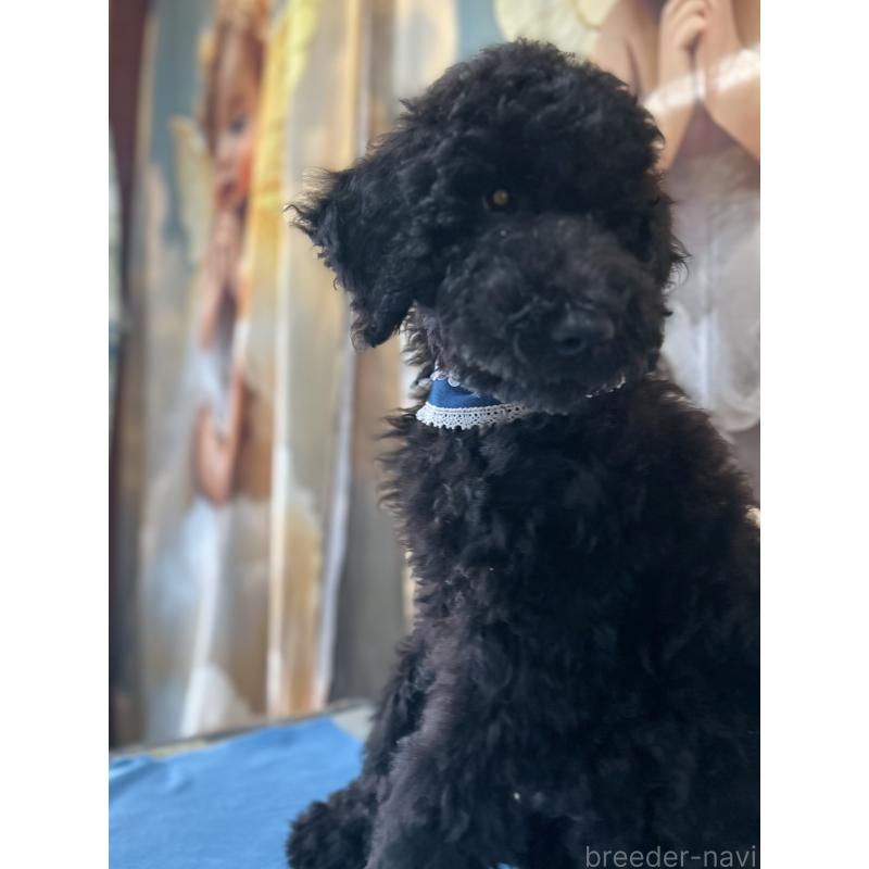 販売中の香川県のスタンダードプードル-428327の2枚目