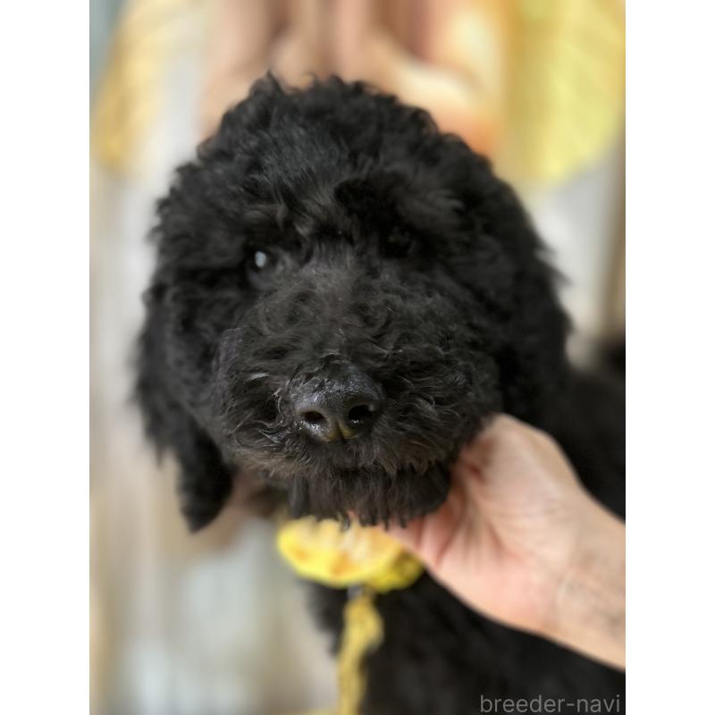 販売中の香川県のスタンダードプードル-428358の3枚目