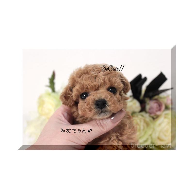 販売中の大阪府のティーカッププードル-446440の4枚目