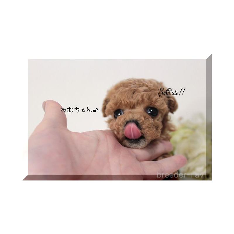 販売中の大阪府のティーカッププードル-446440の3枚目