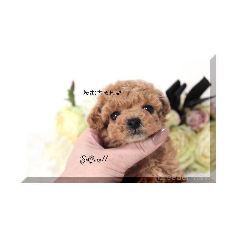 販売中の大阪府のティーカッププードル-446440の2枚目
