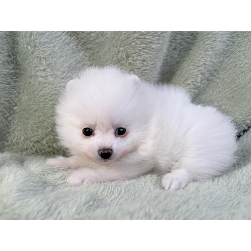 販売中の東京都のポメラニアン-446438の5枚目