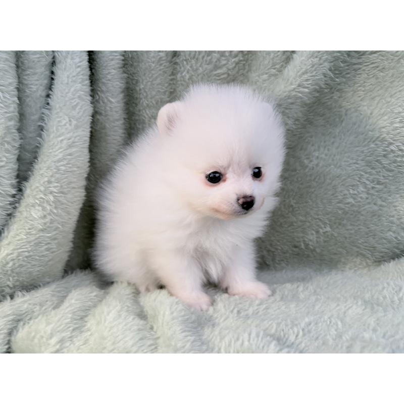 販売中の東京都のポメラニアン-446438の2枚目