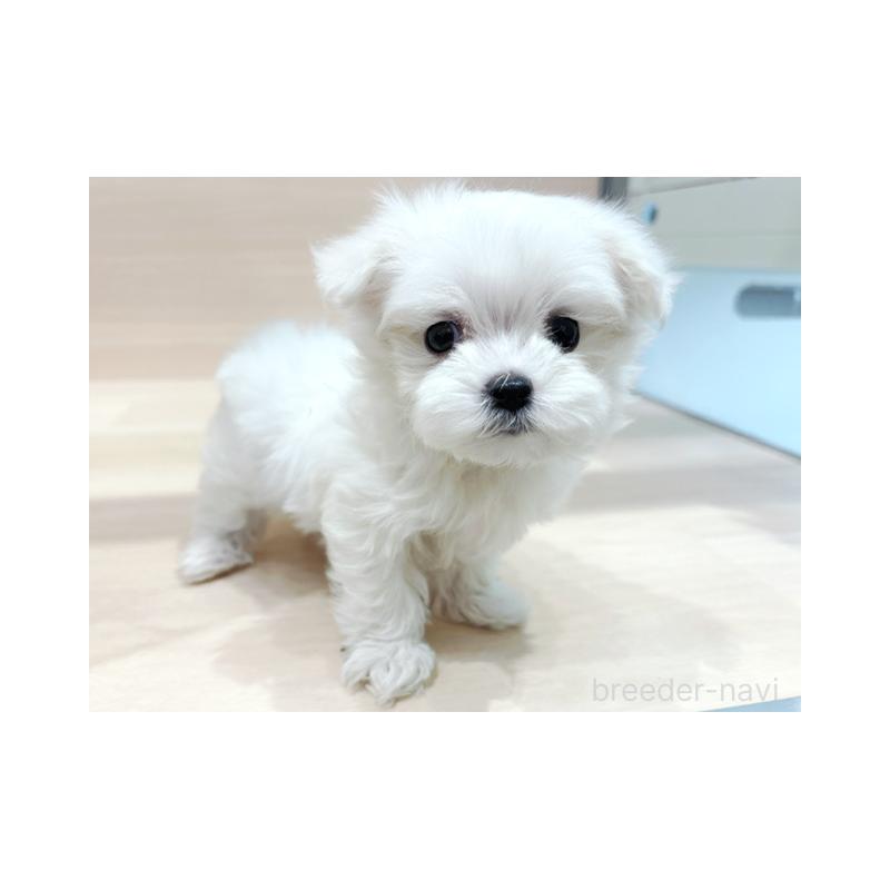 販売中の東京都のマルチーズ-446439の1枚目