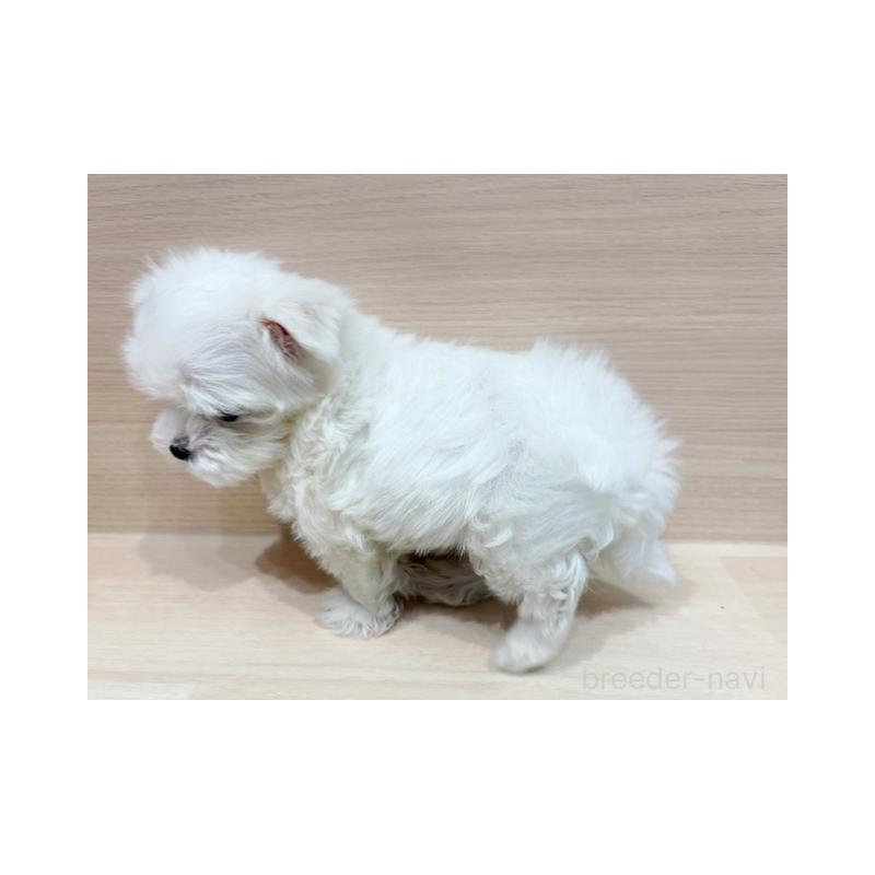 販売中の東京都のマルチーズ-446439の5枚目