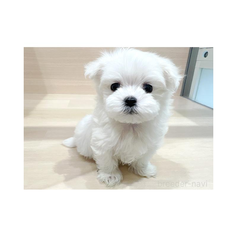 販売中の東京都のマルチーズ-446439の4枚目