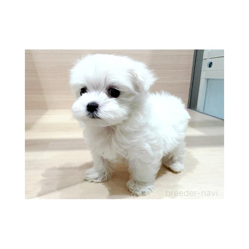 販売中の東京都のマルチーズ-446439の3枚目