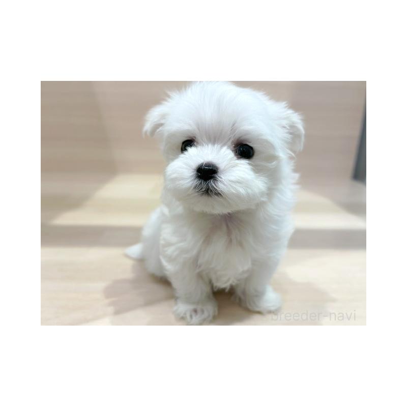 販売中の東京都のマルチーズ-446439の2枚目