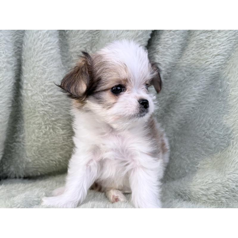 販売中の東京都のチワマル:チワワ×マルチーズ-446441の5枚目