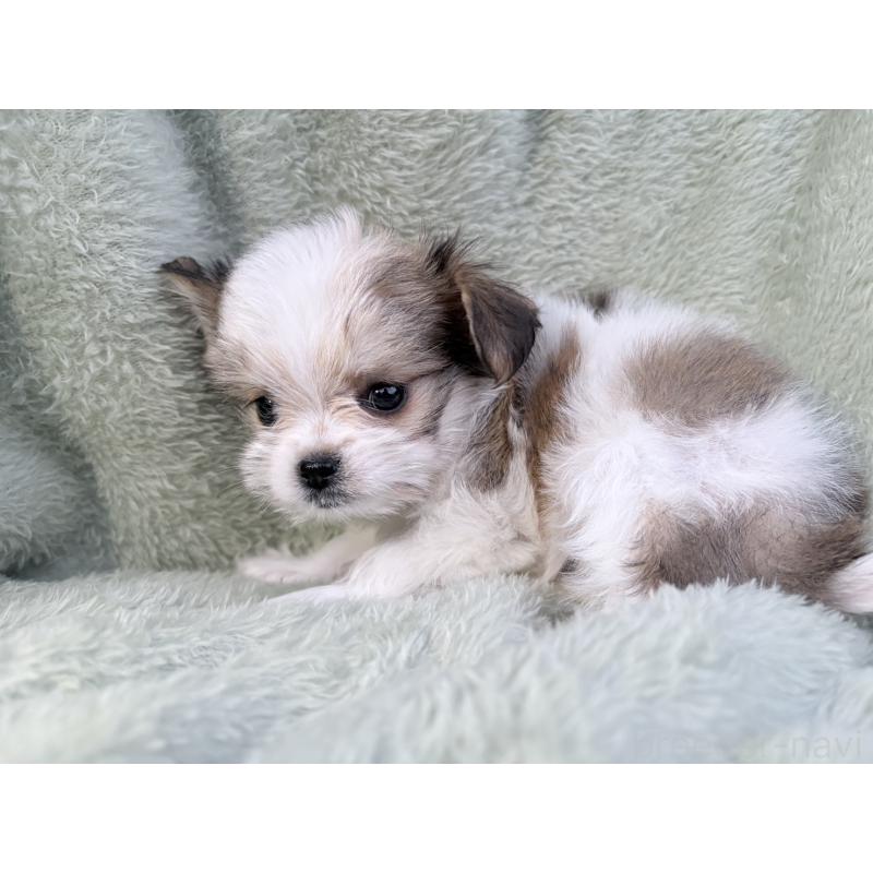 販売中の東京都のチワマル:チワワ×マルチーズ-446441の4枚目