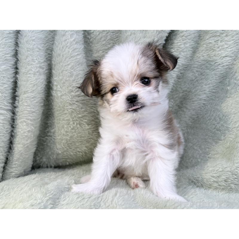 販売中の東京都のチワマル:チワワ×マルチーズ-446441の3枚目