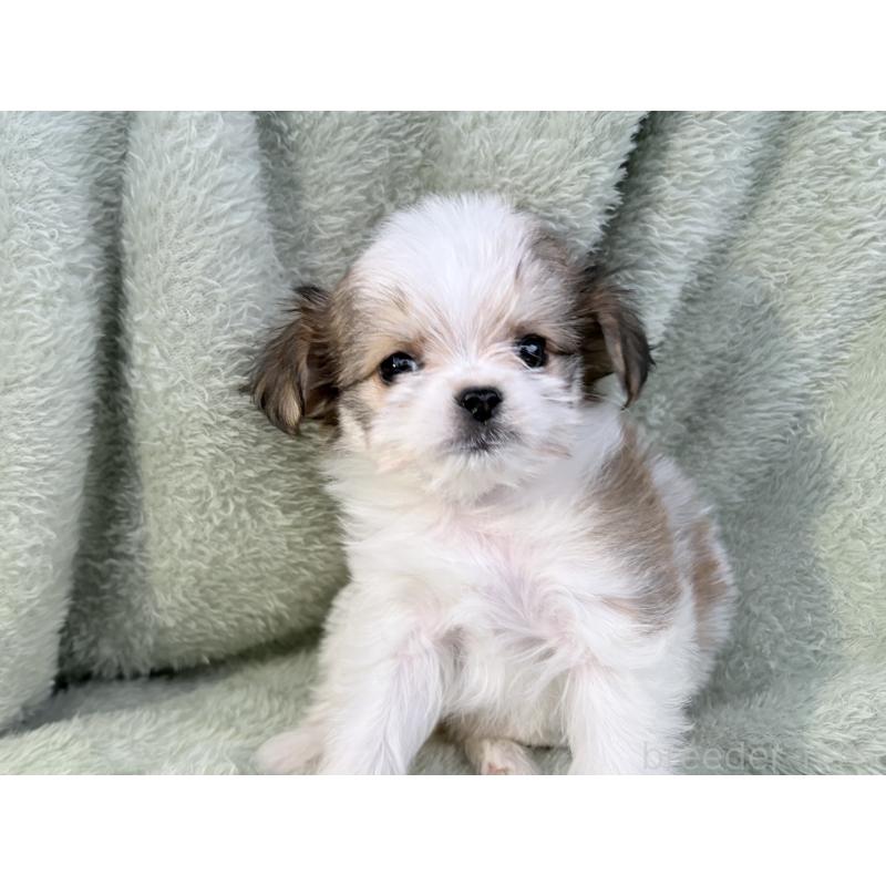 販売中の東京都のチワマル:チワワ×マルチーズ-446441の2枚目