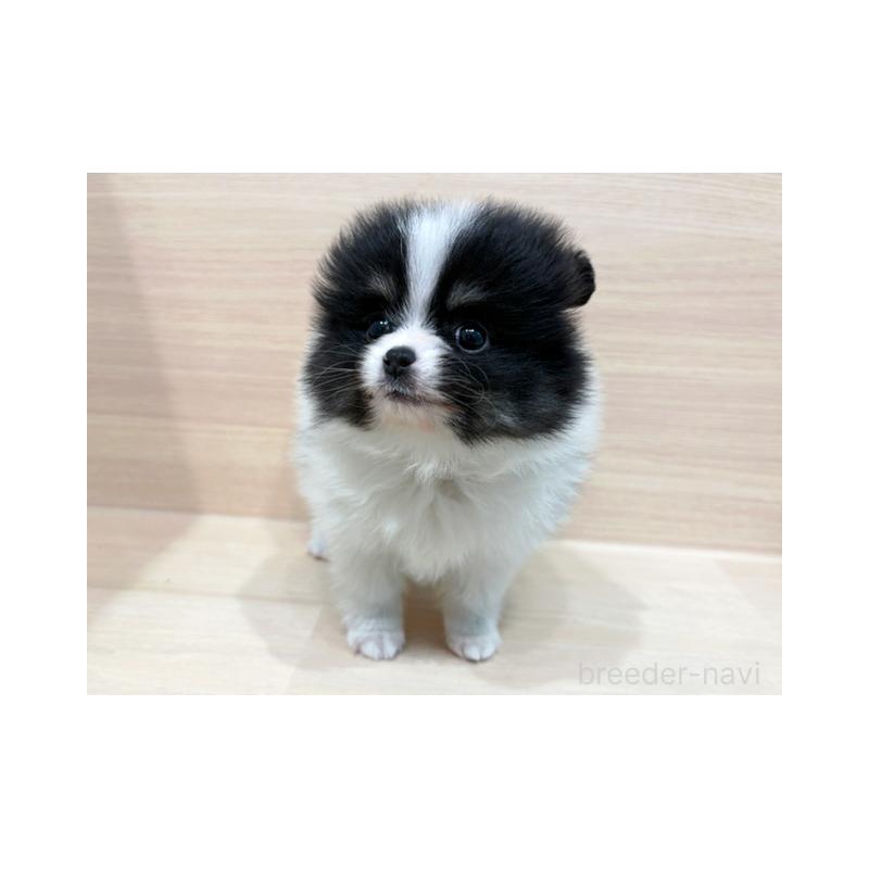 販売中の東京都のポメラニアン-446444の1枚目