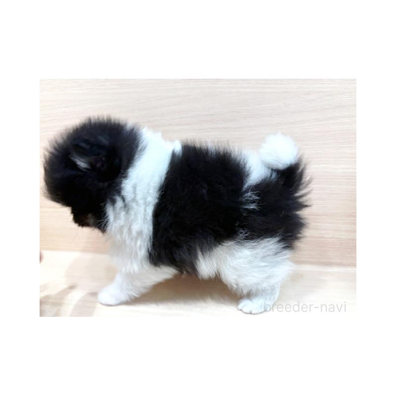 販売中の東京都のポメラニアン-446444の5枚目