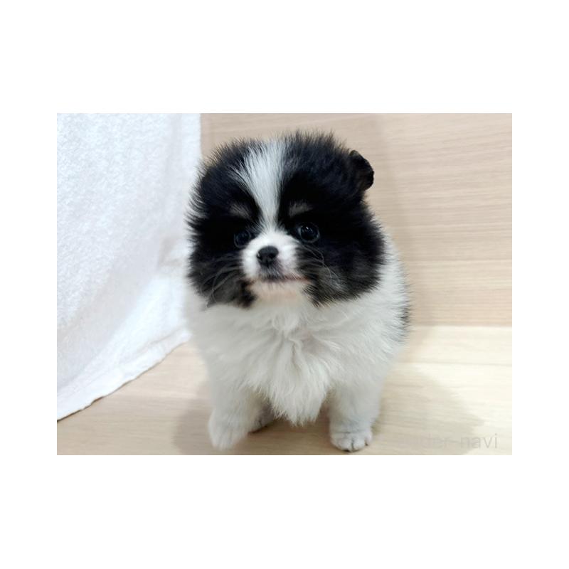 販売中の東京都のポメラニアン-446444の4枚目