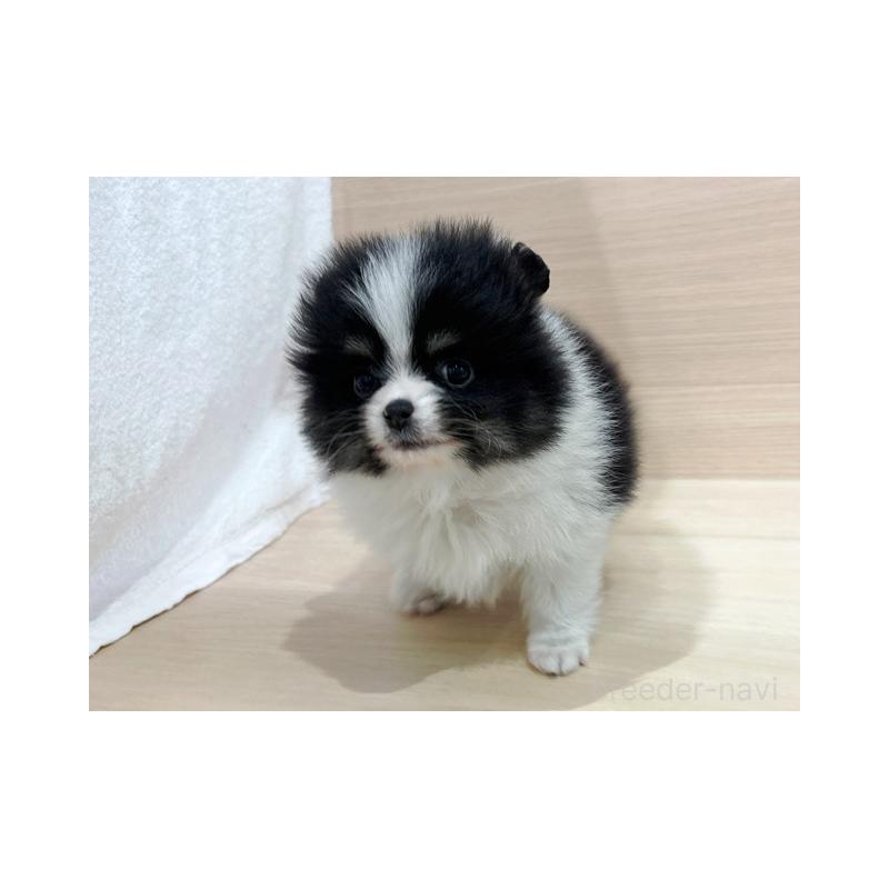 販売中の東京都のポメラニアン-446444の3枚目