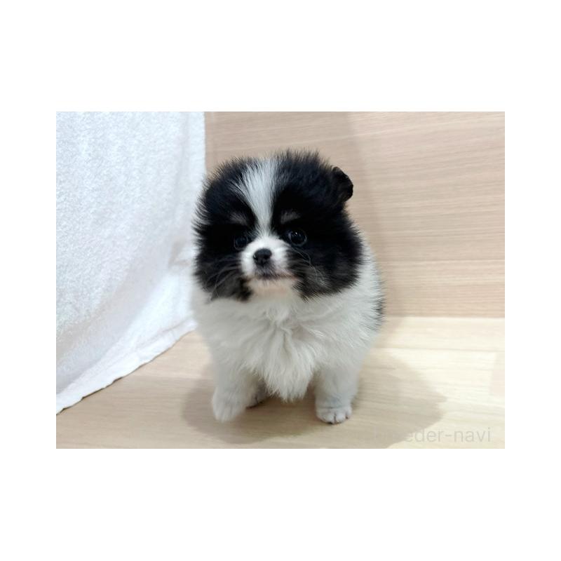 販売中の東京都のポメラニアン-446444の2枚目