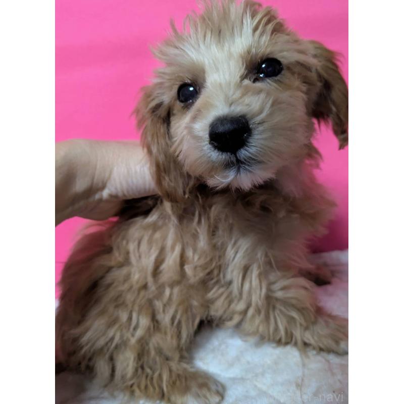 販売中の埼玉県のマルプー:マルチーズ×トイプードル-434618