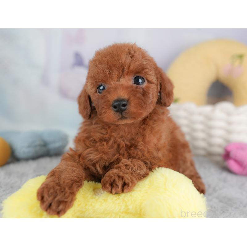 成約済の埼玉県のトイプードル-446450の11枚目