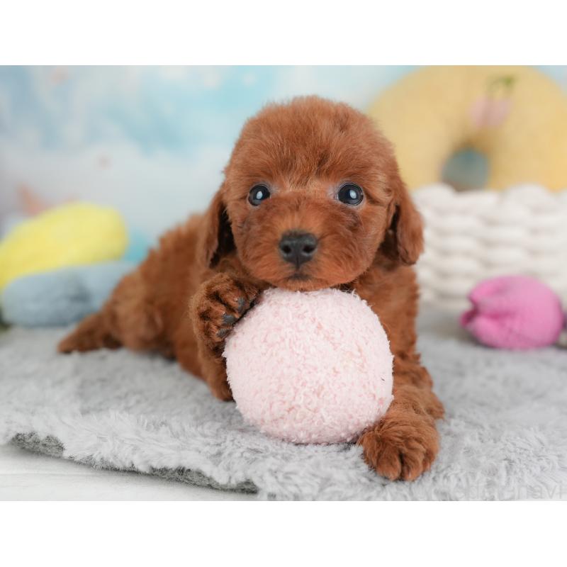 成約済の埼玉県のトイプードル-446450の10枚目