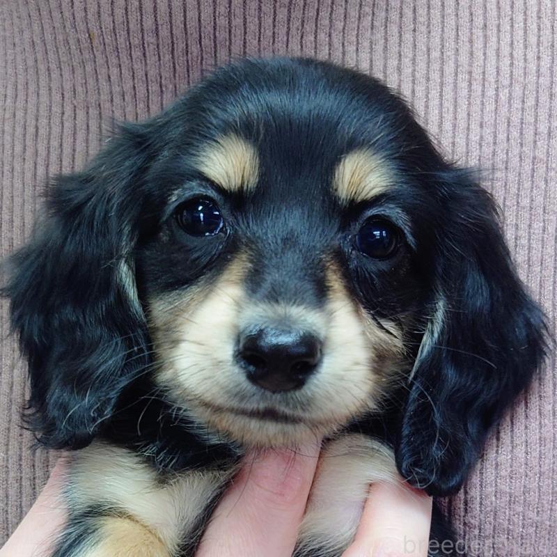 販売中の山口県のミニチュアダックスフンド(ロングヘアード)-446448