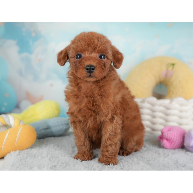 成約済の埼玉県のトイプードル-446450の9枚目