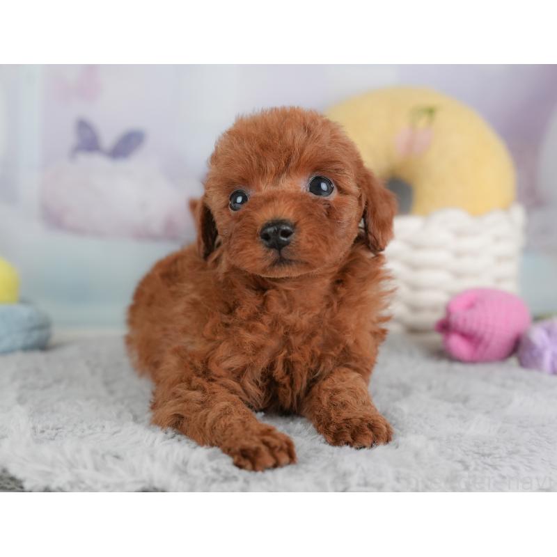 成約済の埼玉県のトイプードル-446450の8枚目