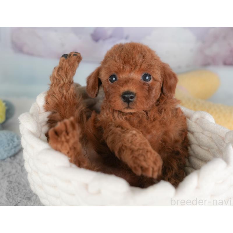 成約済の埼玉県のトイプードル-446450の7枚目