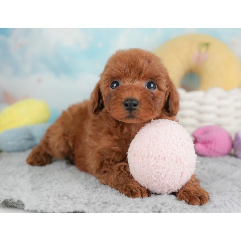 成約済の埼玉県のトイプードル-446450の5枚目