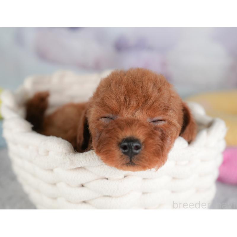 成約済の埼玉県のトイプードル-446450の4枚目