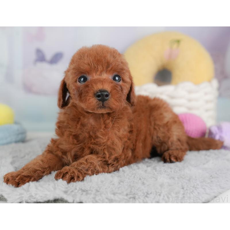 成約済の埼玉県のトイプードル-446450の3枚目