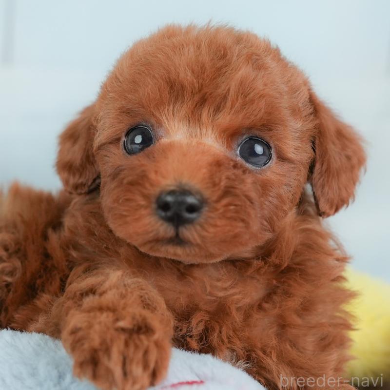 成約済の埼玉県のトイプードル-446452の1枚目