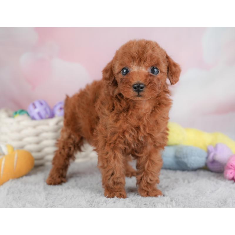 成約済の埼玉県のトイプードル-446452の10枚目