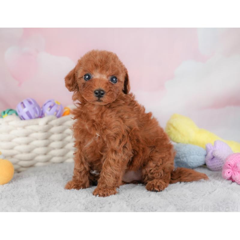 成約済の埼玉県のトイプードル-446452の9枚目