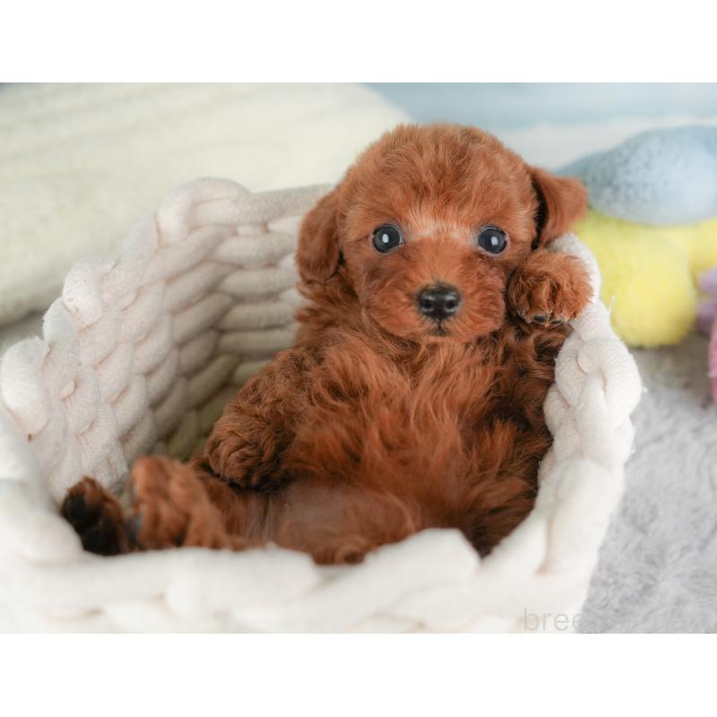 成約済の埼玉県のトイプードル-446452の8枚目