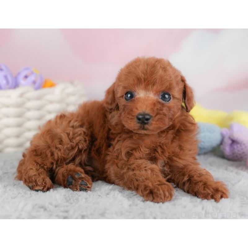 成約済の埼玉県のトイプードル-446452の7枚目